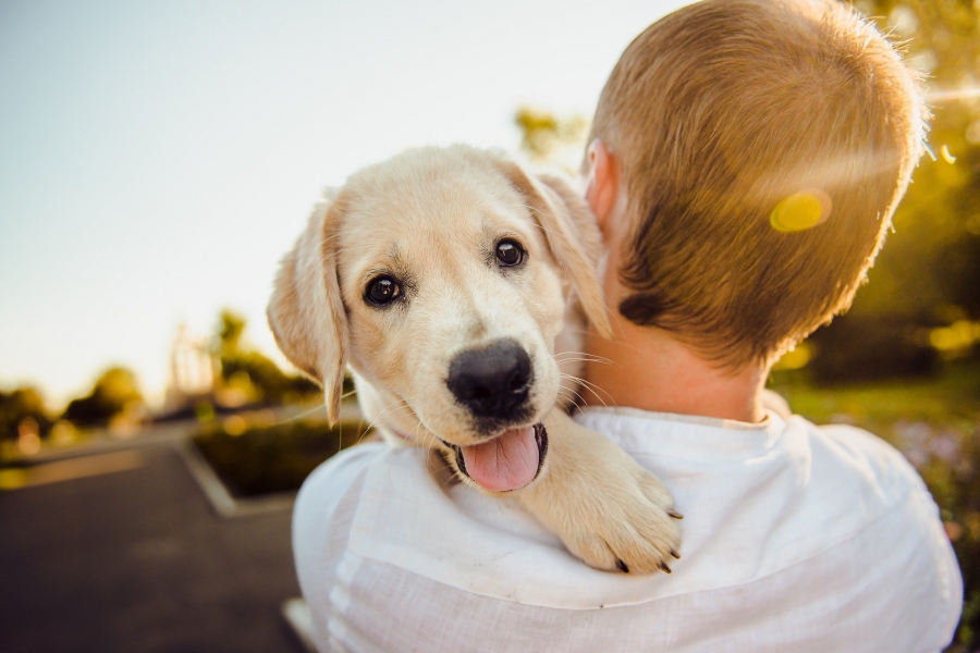 Quando devo levar meu pet ao veterinário?