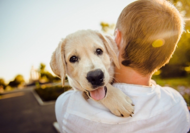 Quando devo levar meu pet ao veterinário?